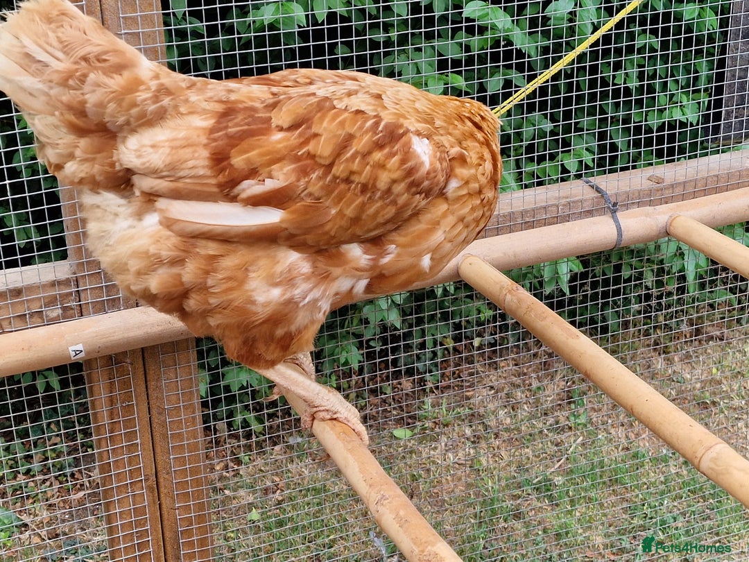 Chickens poultry for sale: Shaver brown chickens - Image 8