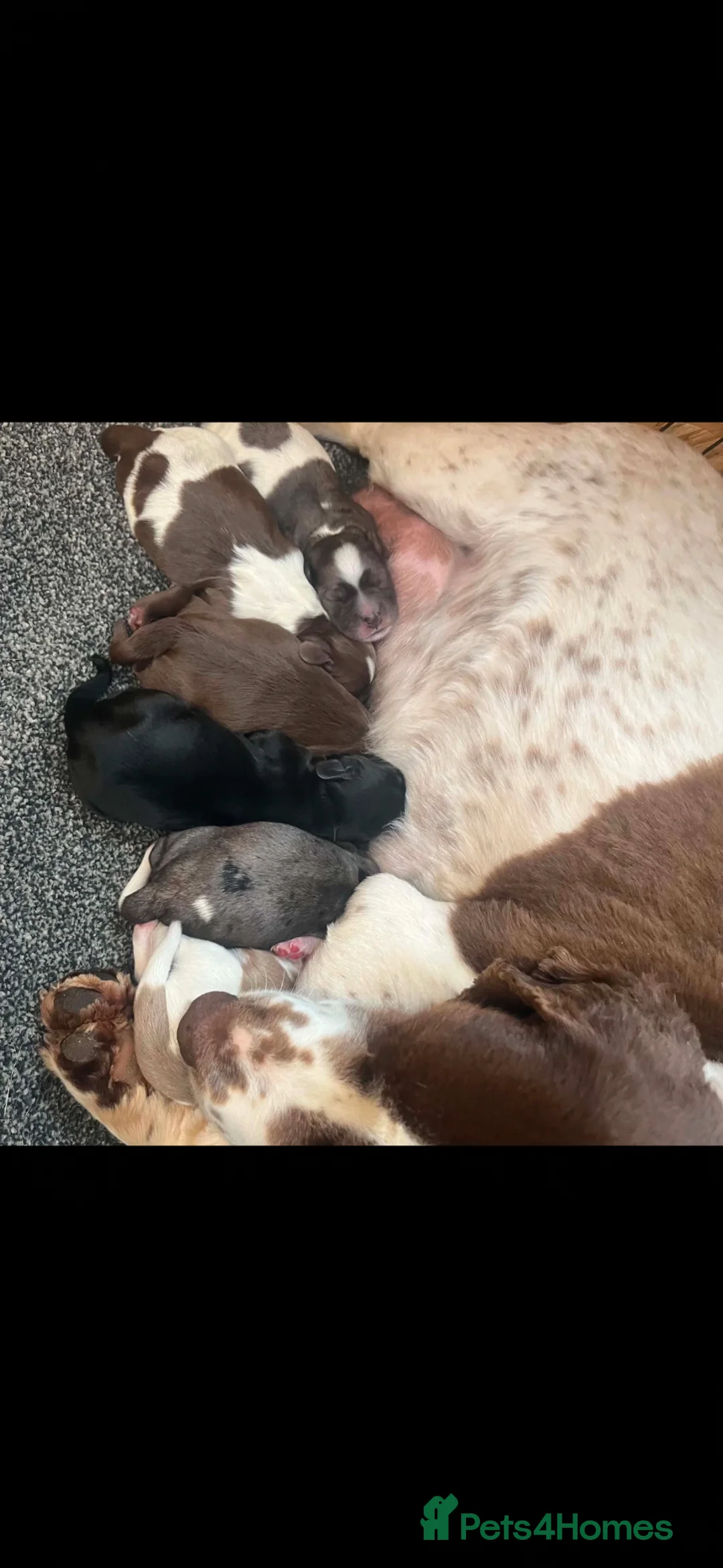 Sprocker dogs for sale: Sprocker puppies - Advert 2