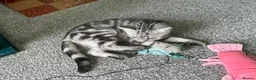 British Shorthair cats for sale: GCCF. BSH boy n girl..both spayed  - Advert 19