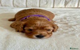 Cavapoo dogs for sale: Extensively Health Tested Cavapoo Puppies  - Image 13