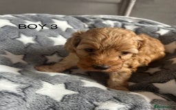 Cockapoo dogs for sale: Beautiful litter of tiny chunky Cockapoo puppies  - Image 13