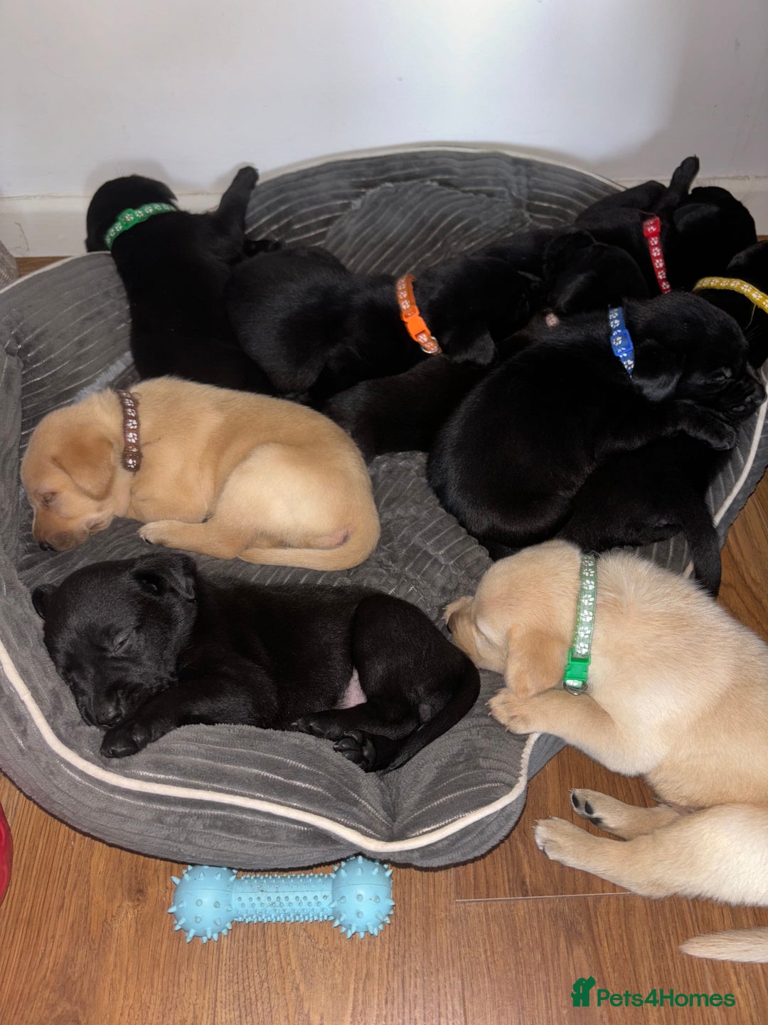 Labrador Retriever dogs for sale: 9 Beautiful Labrador Puppies For Sale  - Image 9