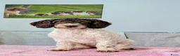 Spanish Water Dog dogs for sale: Spanish Water Dog - Advert 4
