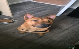 Mixed Breed dogs for sale: English bull terrier x Chow Chow  - Advert 3