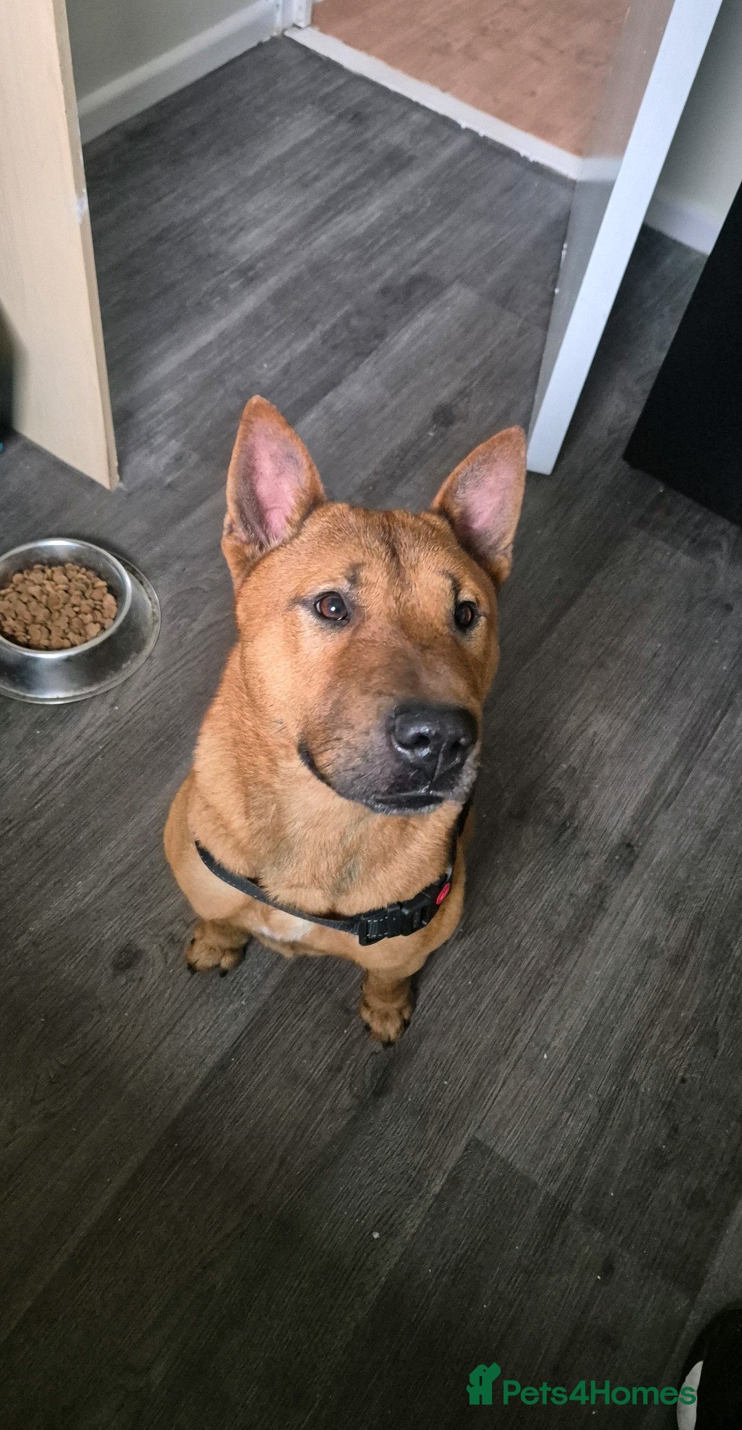 Mixed Breed dogs for sale: English bull terrier x Chow Chow  - Advert 3