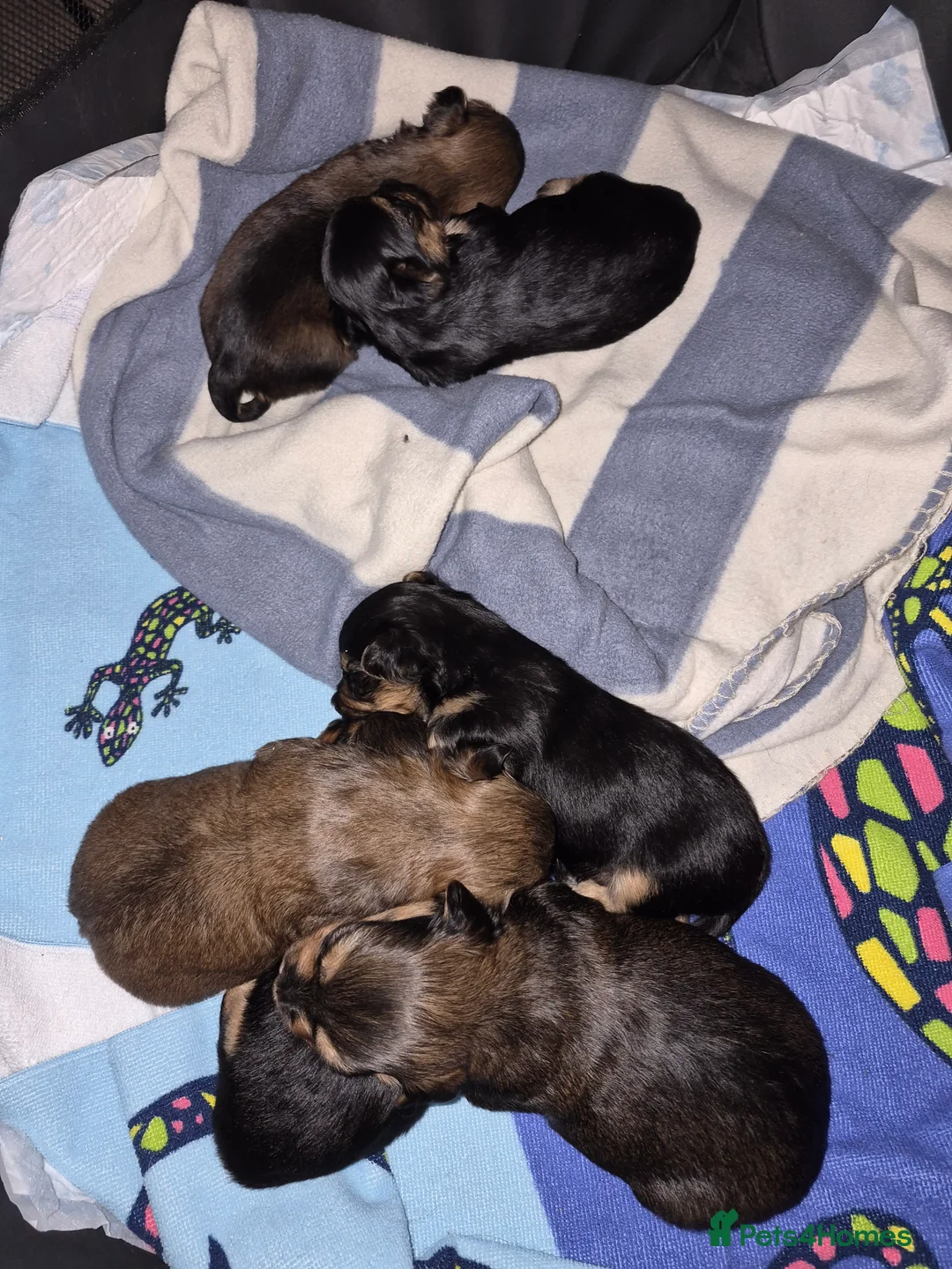 Yorkshire Terrier dogs for sale: 6 GORGEOUS YORKIE PUPS. 1 REMAINING - Advert 2