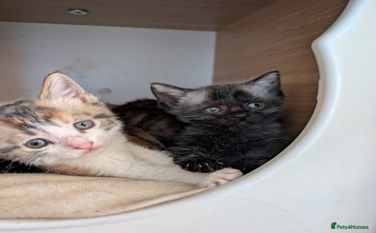 Mixed Breed cats - Advert 10