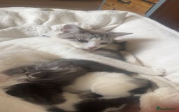 Domestic Shorthair cats for sale: 4 gorgeous kittens for sale - Image 9