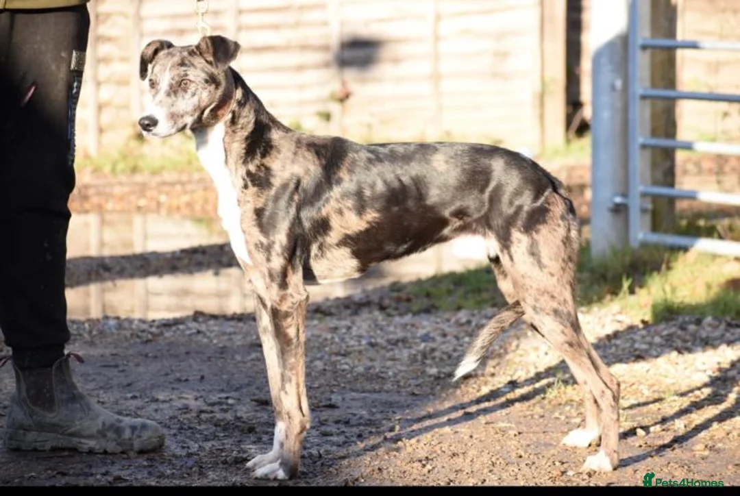 Mixed Breed dogs for sale: Top quality Lurcher puppies  - Advert 13