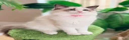 Ragdoll cats for sale: Stunning  Champion lines Ragdoll kittens  - Advert 3