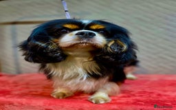 Cavalier King Charles Spaniel dogs for adoption: Dolce: The Dog They Left to Die in Silence - Image 1