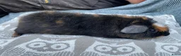 Guinea Pig rodents for sale: Teddy breed Male Guinea Pigs - Advert 3