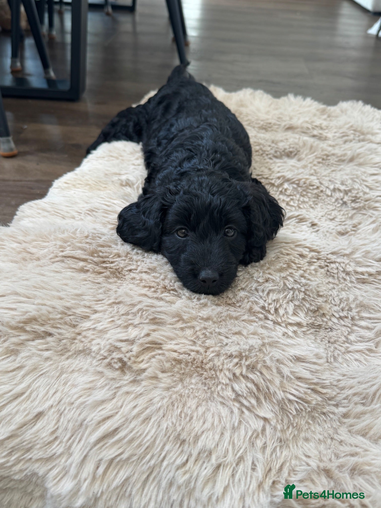 Cockapoo dogs Cockapoo Puppies - Cheshire - Advert 8