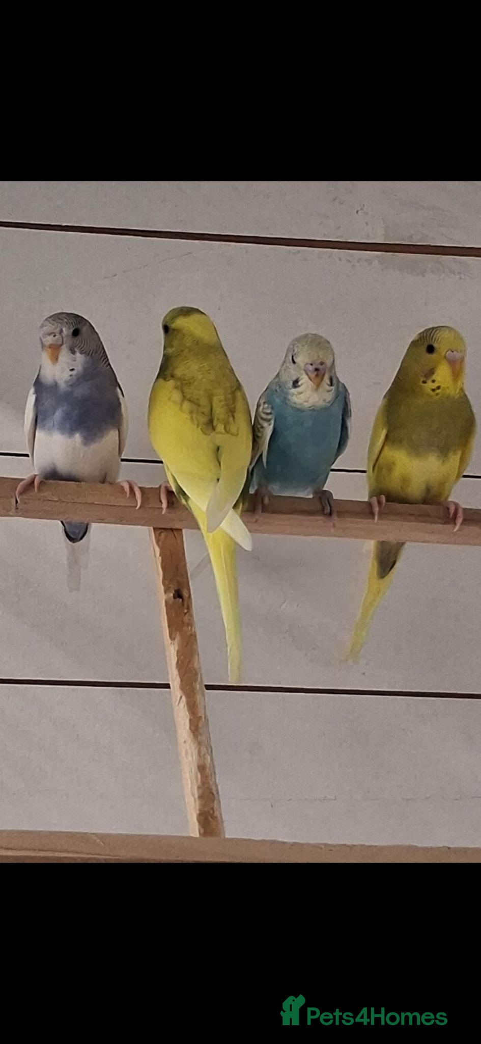 Budgerigars birds Pretty 9 week old baby budgies ready now !!!  - Advert 2