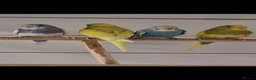 Budgerigars birds for sale: Pretty 9 week old baby budgies ready now !!!  - Advert 2