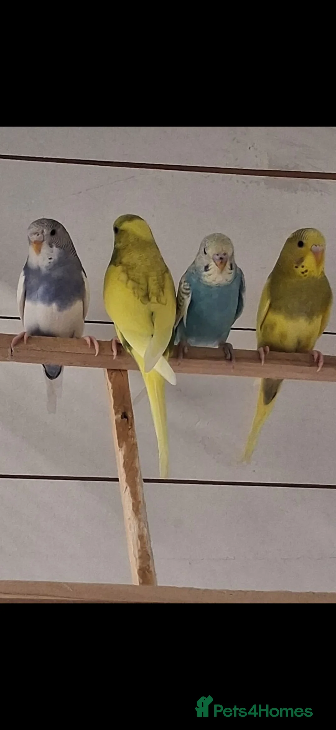 Budgerigars birds for sale: Pretty 9 week old baby budgies ready now !!!  - Advert 2