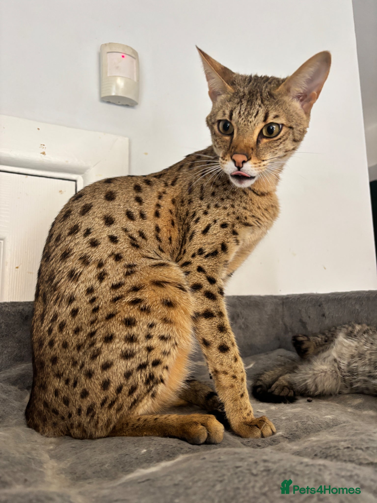 Savannah cats F3 Exceptional Savannah F3Kittens Rare Markings 🔥 - Advert 1