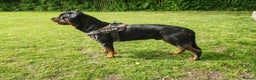 Rottweiler dogs for stud: Rottweiler for stud full pedigree, health tested  in Prescot - Advert 24
