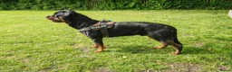 Rottweiler dogs for stud: Rottweiler for stud full pedigree, health tested  in Prescot - Advert 29