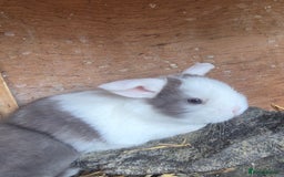 English Lop rabbits for sale: Beautiful dark grey split lop buck and liac doe - Image 11