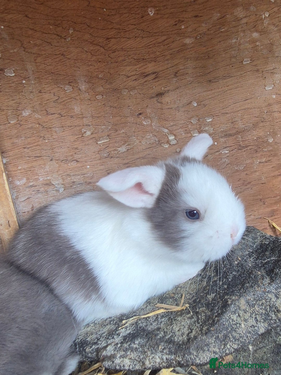 English Lop rabbits for sale: Beautiful dark grey split lop buck and liac doe - Image 11