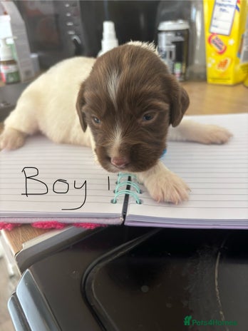 English Springer Spaniel dogs - Advert 4