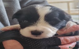 Border Collie dogs for sale: Border collie puppies with KC registered parents - Image 8