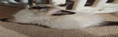Chocolate Point Ragdoll 