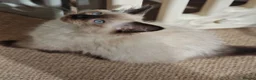 Ragdoll cats for sale: BEAUTIFUL RAGDOLL KITTENS READY NOW  - Advert 11