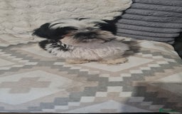 Shih Tzu dogs for sale: Shihtzu  - Image 2