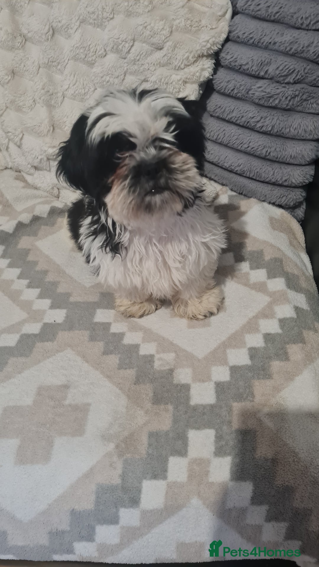 Shih Tzu dogs for sale: Shihtzu  - Image 2