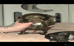 Pomapoo dogs for sale: 1 time miniature Pomapoo puppies - Image 3