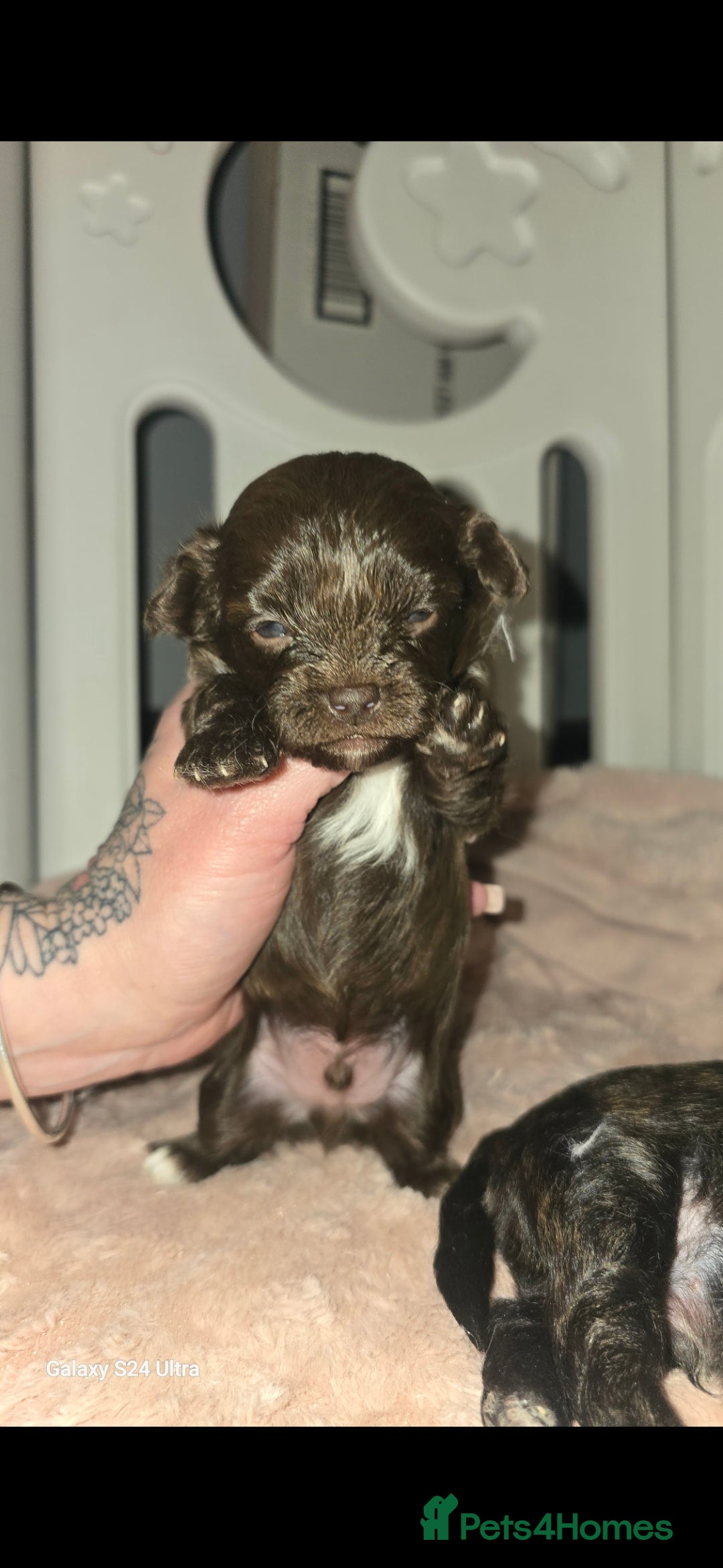 Pomapoo dogs for sale: 1 time miniature Pomapoo puppies - Image 3