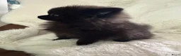Pomeranian dogs for sale: Russian/Taiwan Pomeranian puppies - Advert 7