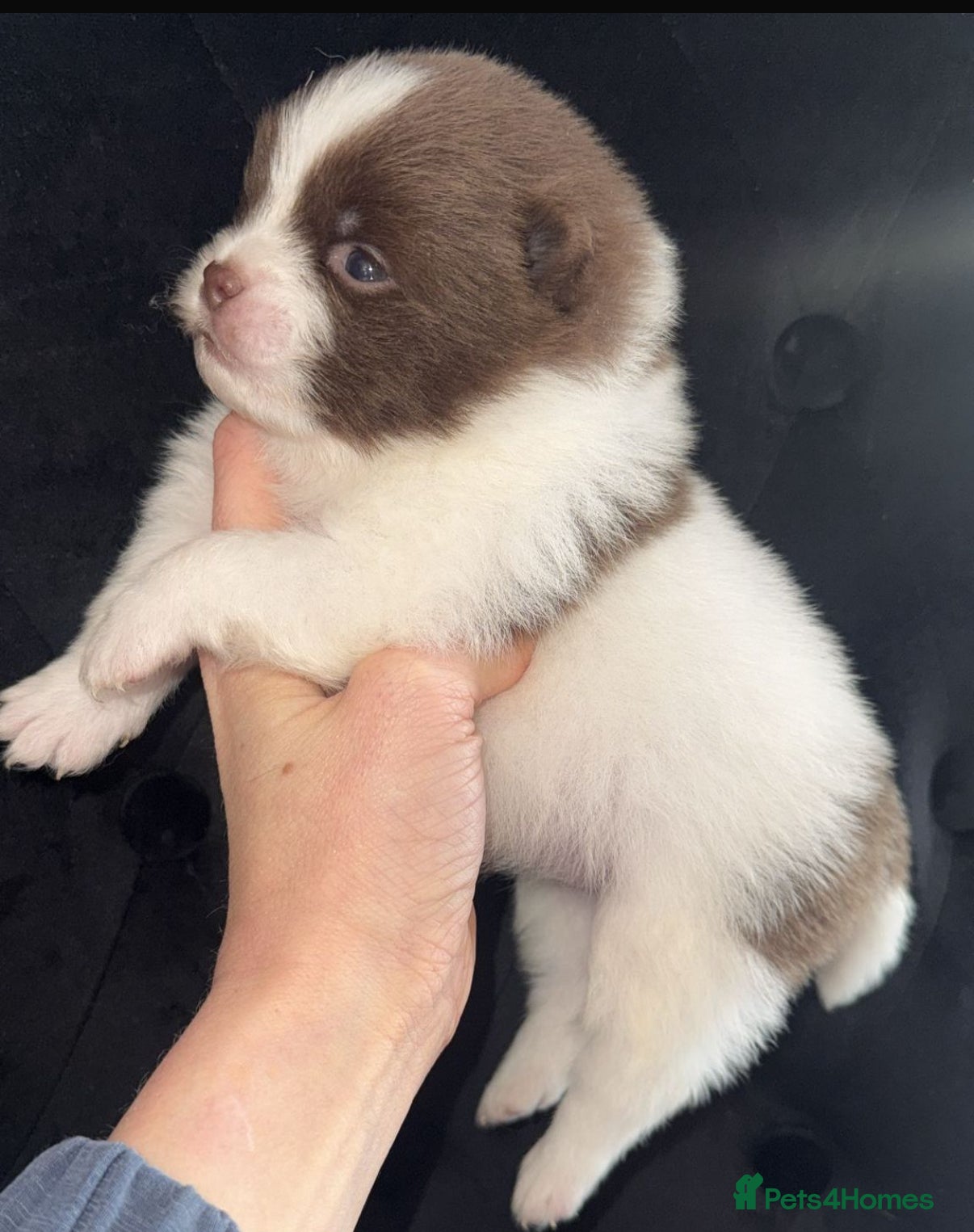 Pomeranian dogs Kc Beautiful chocolate parti poms 🤎🤍 - Advert 11