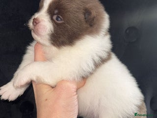 Pomeranian dogs Kc Beautiful chocolate parti poms 🤎🤍 - Advert 11