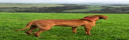 Hungarian Vizsla dogs for sale: 5* HUNGARIAN VIZSLA PUPPIES KC REGISTERED  - Advert 7