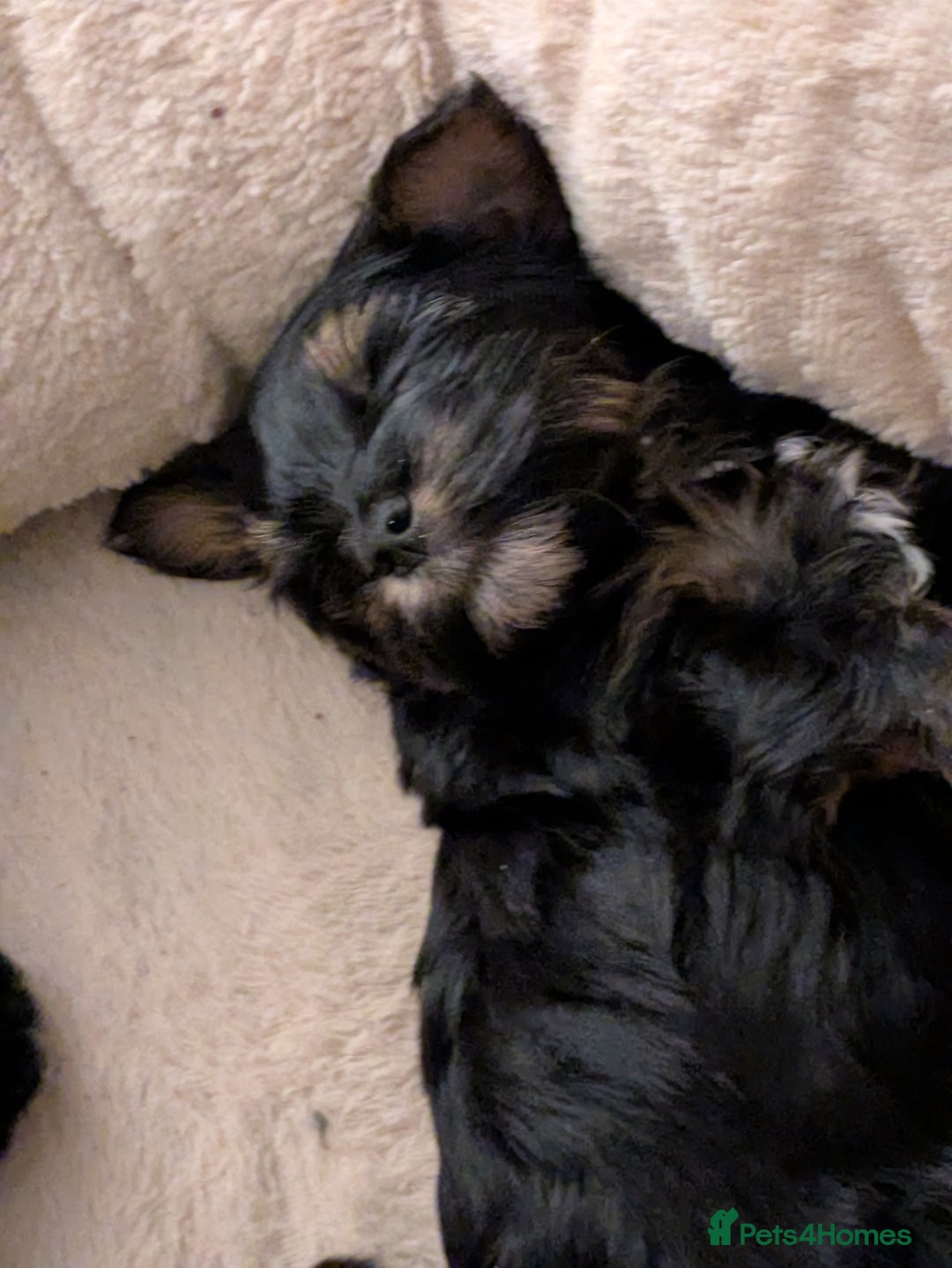Yorkshire Terrier dogs for sale: York terrier pupyy  - Advert 11