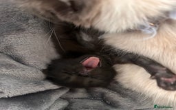 Ragdoll cats for sale: Gorgeous fluffy Ragdoll x kitten  - Image 13