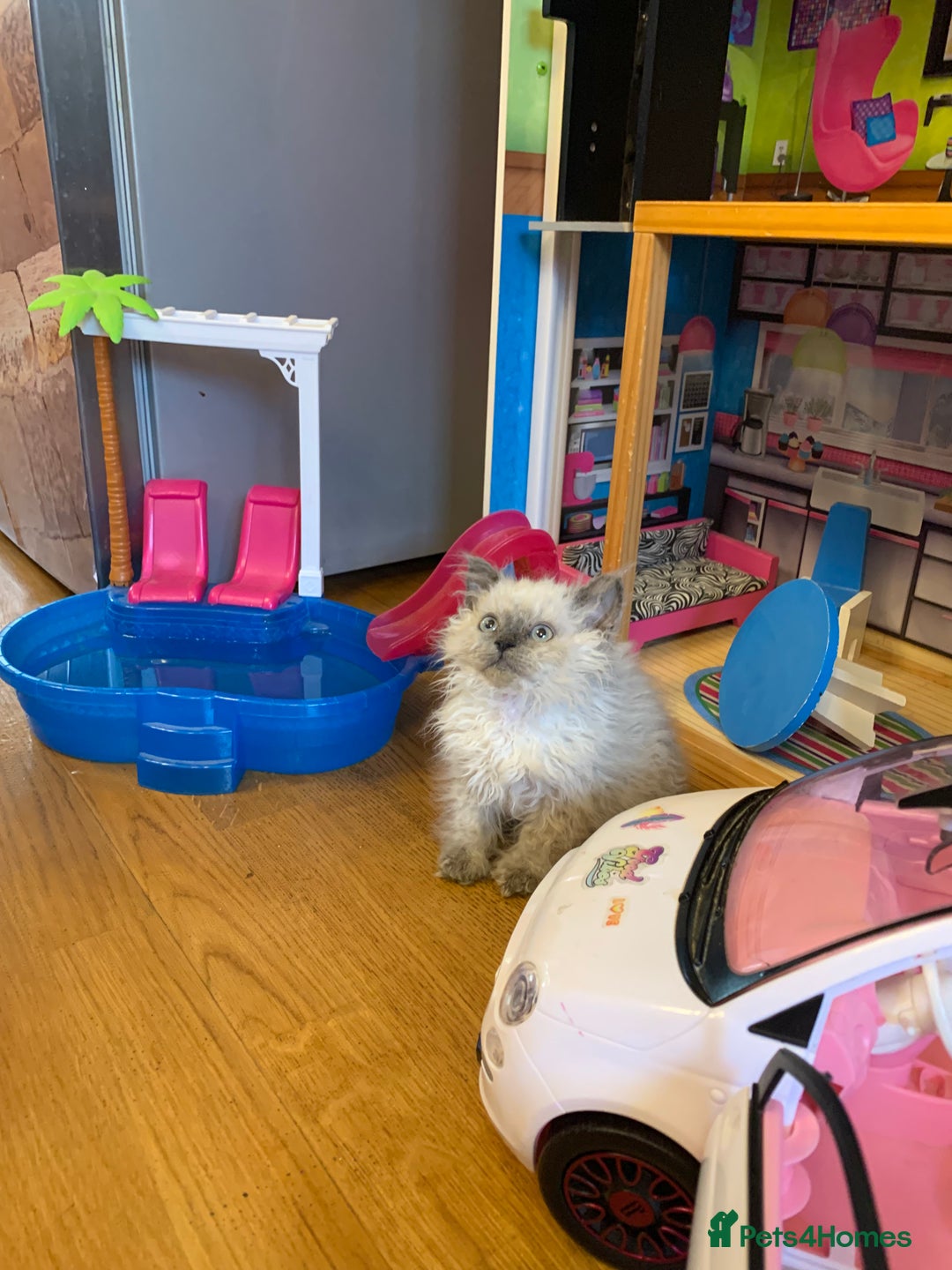 Selkirk Rex cats for sale: Gorgeous Selkirk Rex - Image 16