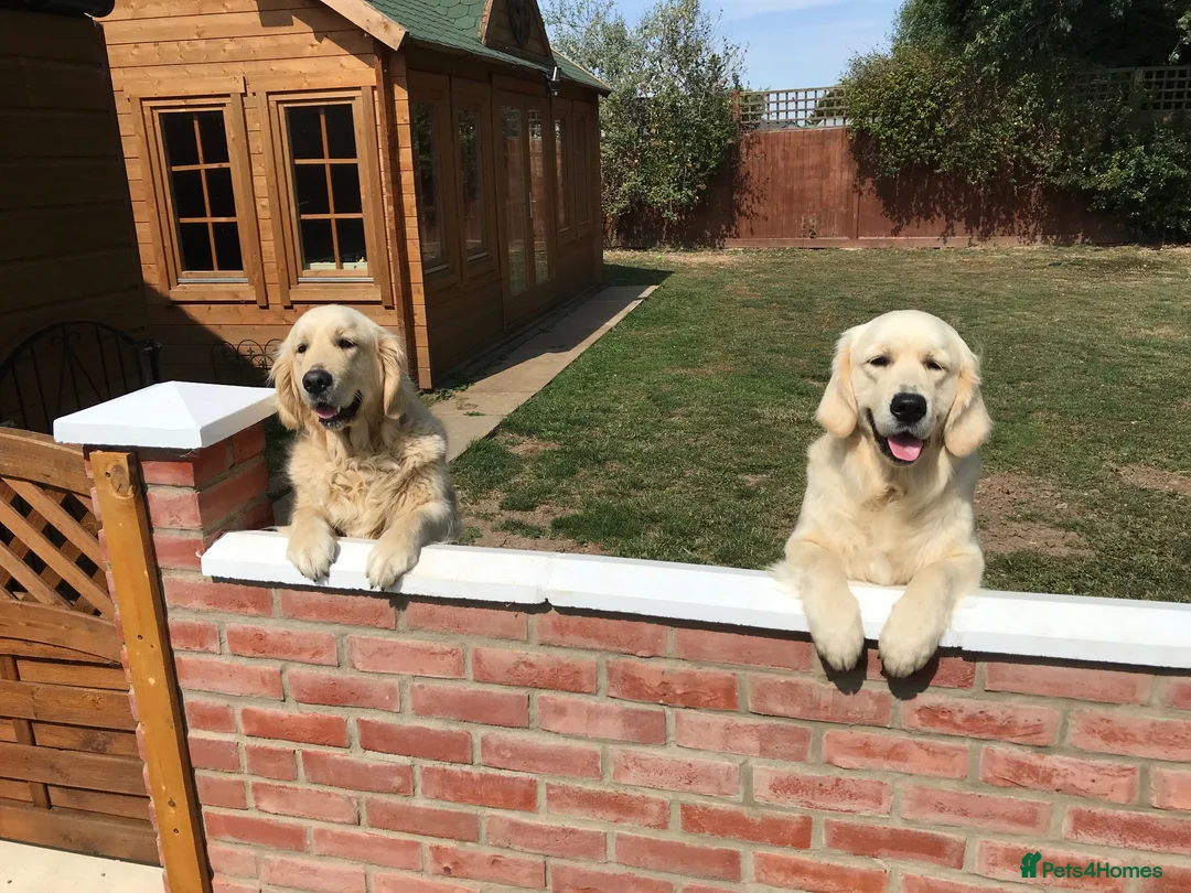 Golden Retriever dogs for sale: 11 month old kc female puppy  - Advert 3