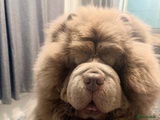 Chow Chow dogs Enzo the Lilac Chow Chow for stud 🦁 - Advert 1
