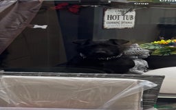 Patterdale Terrier dogs for sale: Patterdale up for rehome - Image 3