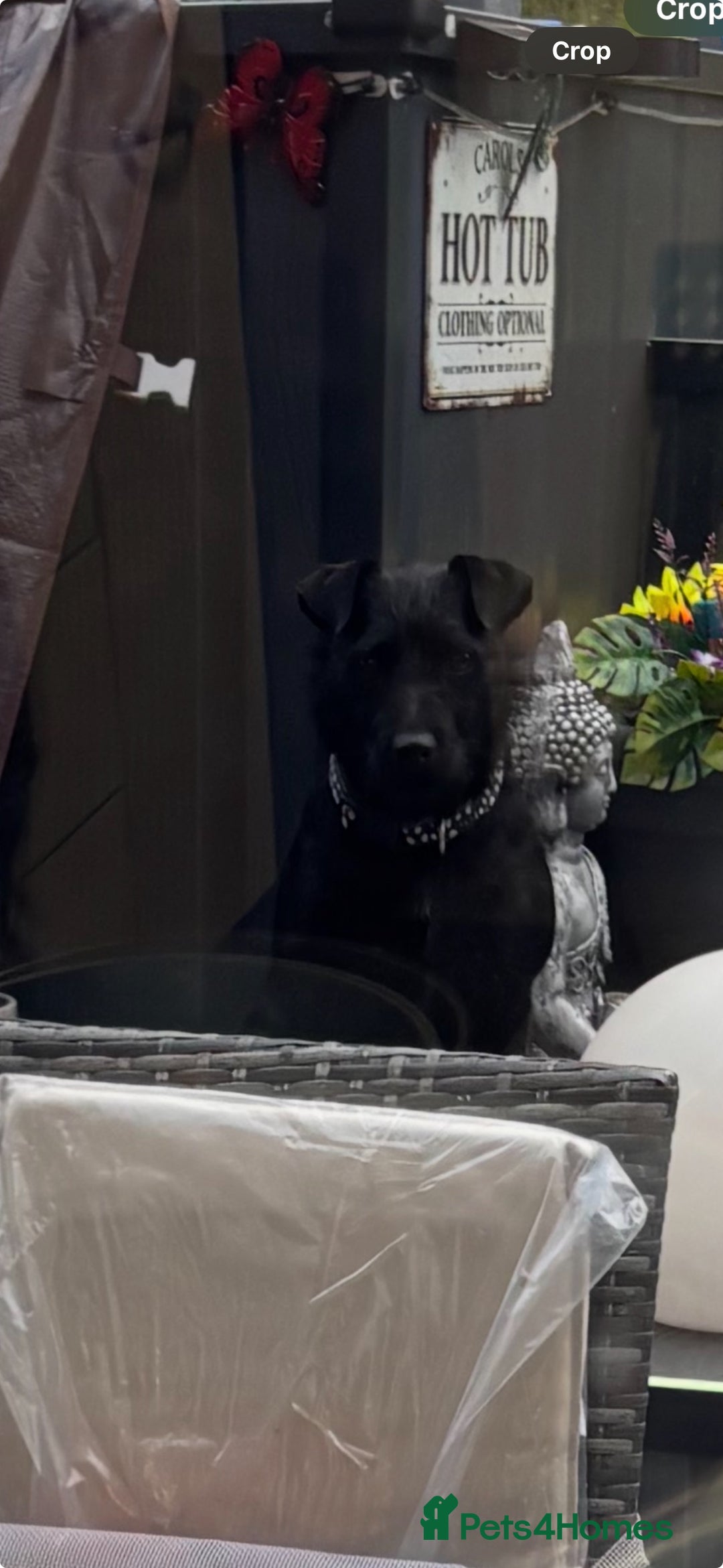 Patterdale Terrier dogs for sale: Patterdale up for rehome - Image 3