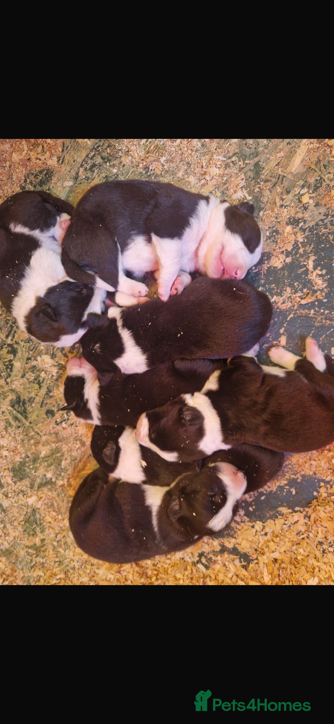 Border Collie dogs for sale: 6 healthy border collie pups - Advert 13