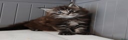 Maine Coon cats for sale: 🐾  King Arthur TitaniumCat 🐾 - Advert 3
