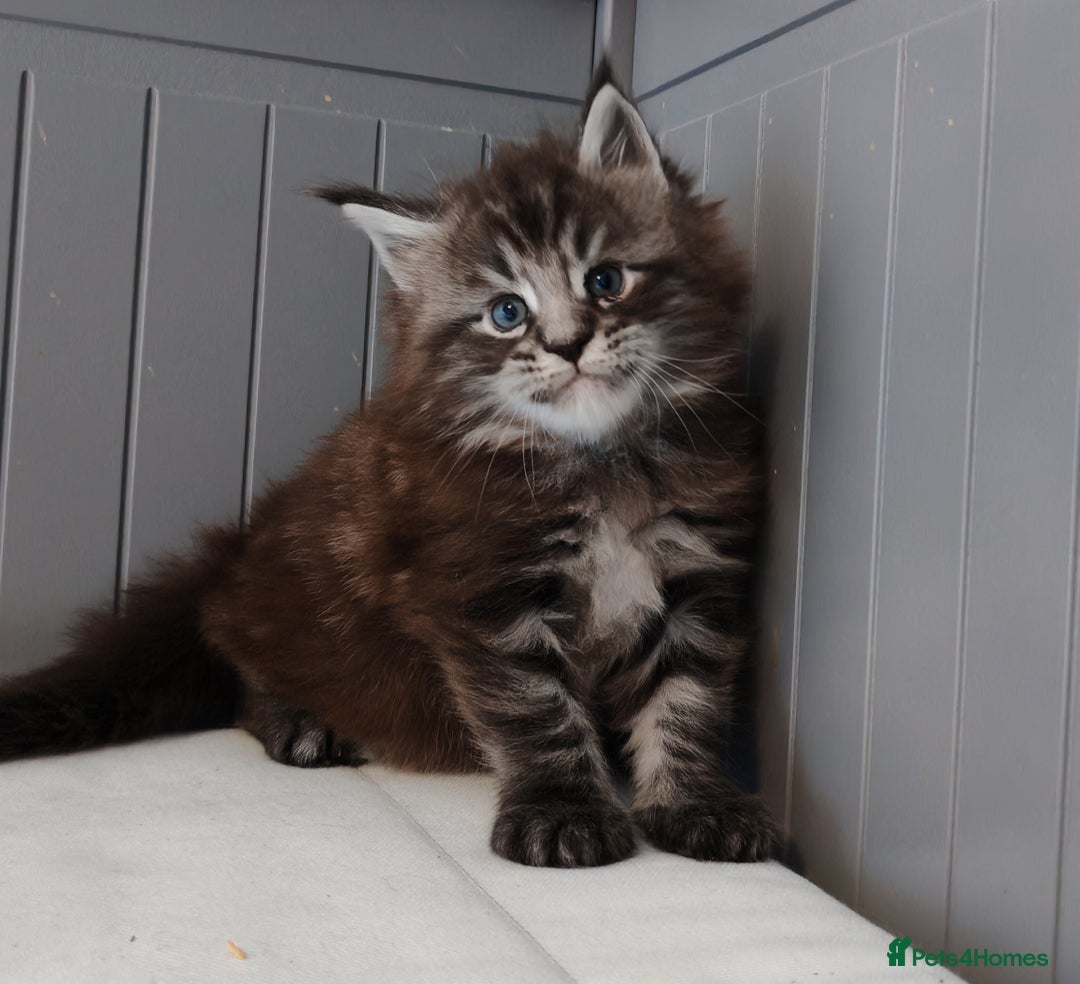 Maine Coon cats for sale: 🐾  King Arthur TitaniumCat 🐾 - Advert 3