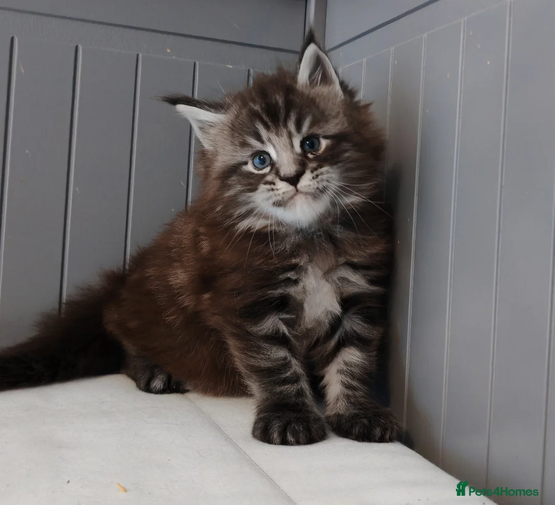 Maine Coon cats for sale: 🐾  King Arthur TitaniumCat 🐾 Reserved  - Advert 3