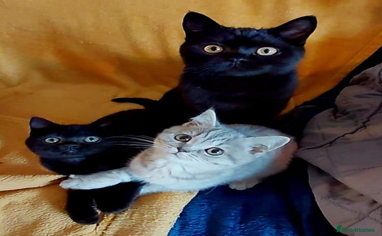 British Shorthair cats for sale - Advert 1