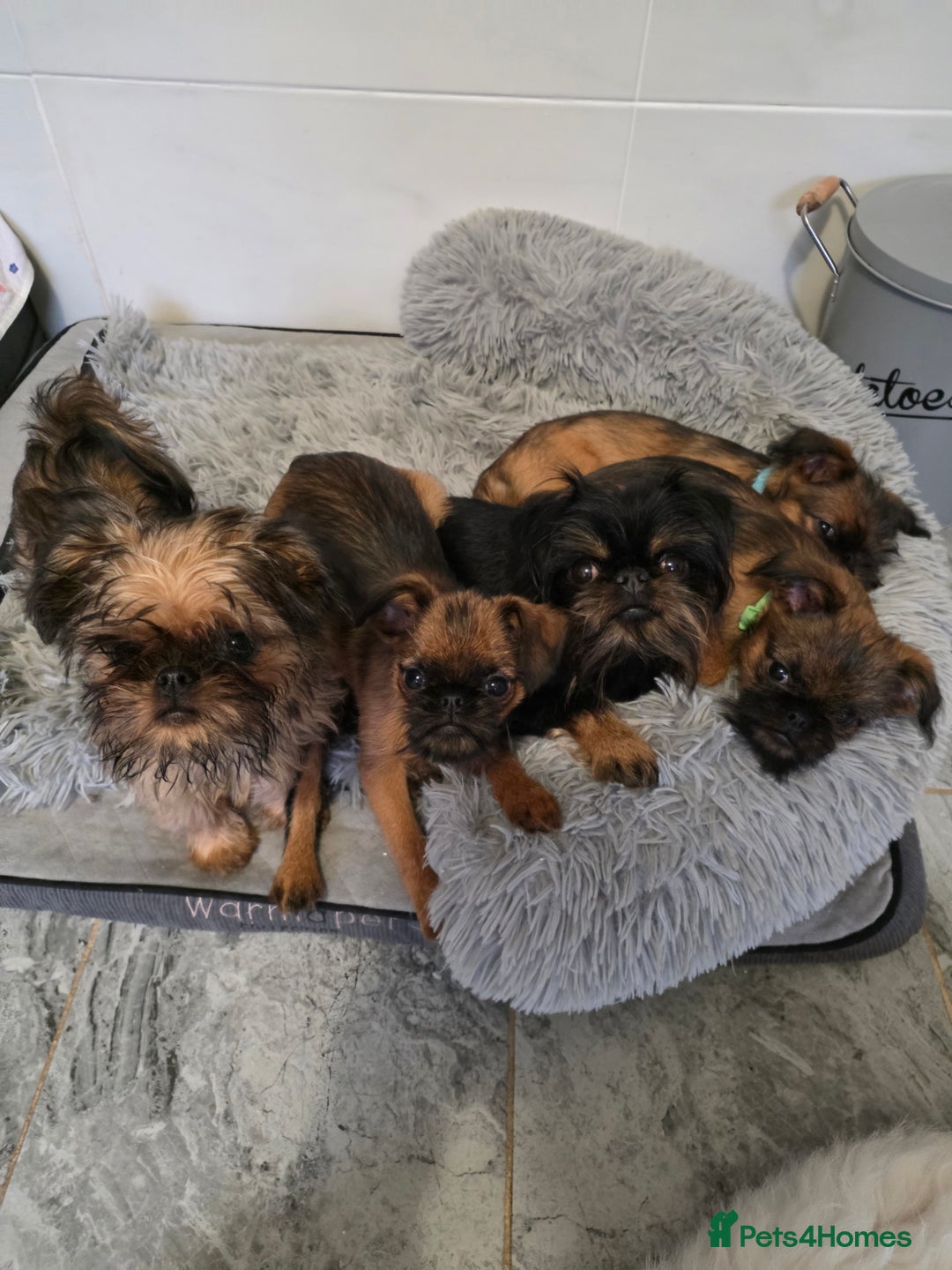 Griffon Bruxellois dogs for sale: Griffon Bruxellois KC registered - Advert 1